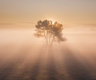Tree during a foggy morning