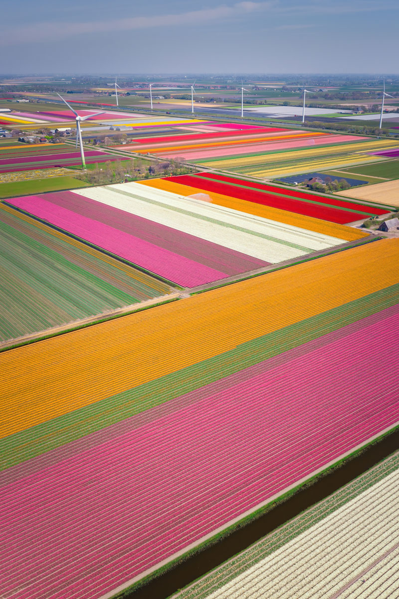 skeye_tulip8 Pink Carpet