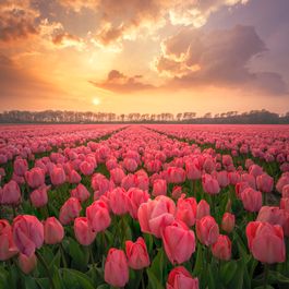 skeyes_tulip5 Tulip Sunset